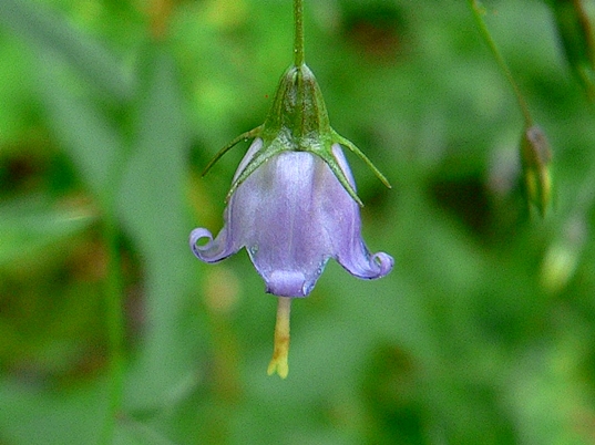 {Campanula divaricata}